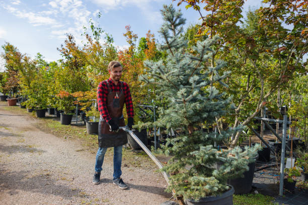 Best Tree Clearing Services  in Cheltenham Village, PA